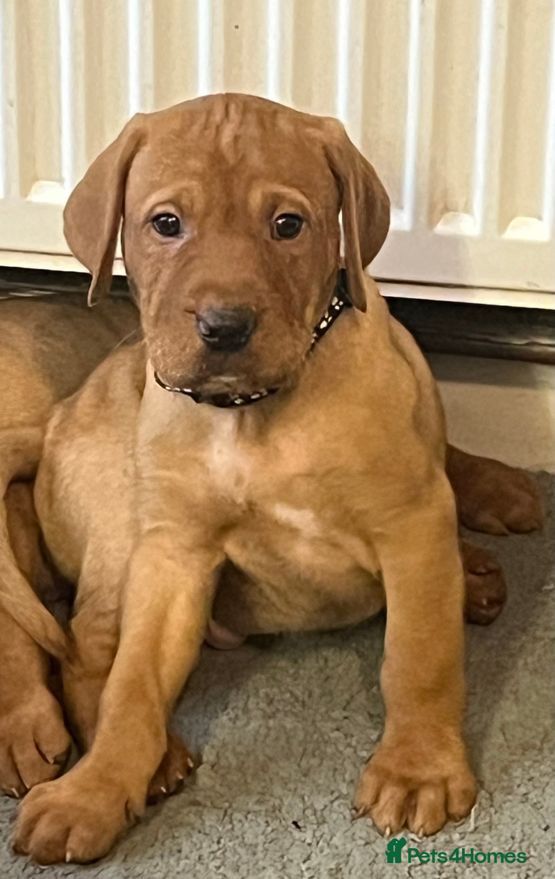 Mixed Breed dogs for sale: HUNGARIAN VIZSLA x FOX RED LABRADOR  - Advert 13