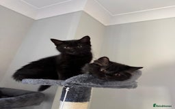 British Longhair cats for sale: Kittens looking for a new home  - Image 3