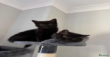 British Longhair cats - Advert 16