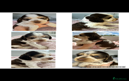 Cocker Spaniel dogs for sale: OUTSTANDING KC REG COCKER SPANIEL PUPPIES  - Image 13