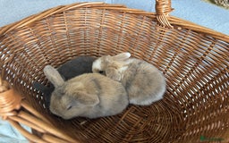 Mini Lop rabbits for sale: Mini Lops - Image 6