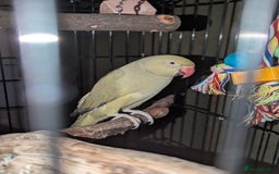Parrots birds for sale: Ring neck parrot  - Image 4