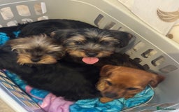 Yorkshire Terrier dogs for sale: Puppies for sale  - Image 22