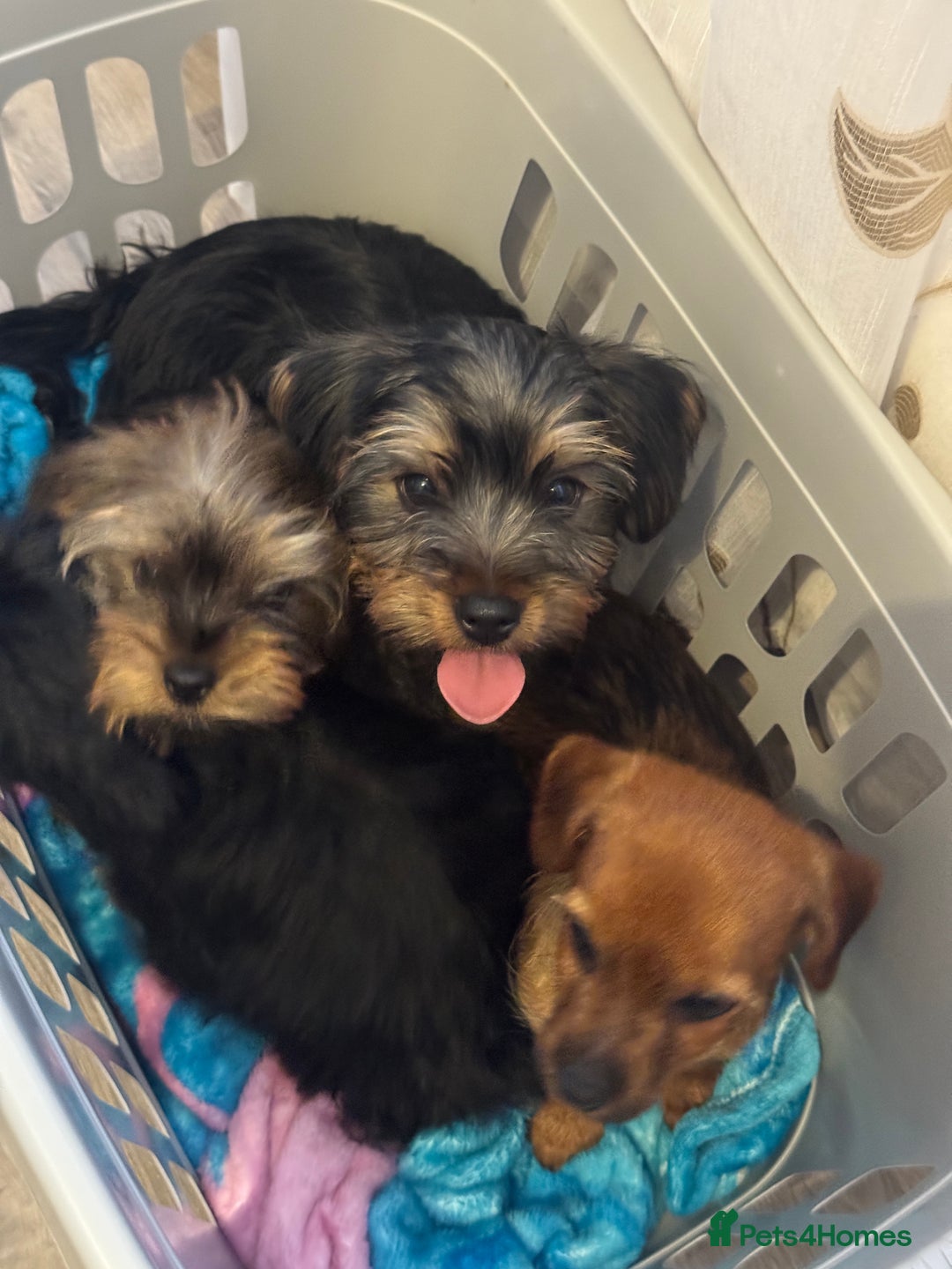 Yorkshire Terrier dogs for sale: Puppies for sale  - Image 22