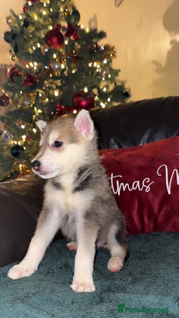 Shepsky dogs 8 week old male - Advert 5