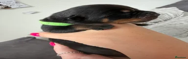 Green collar boy
