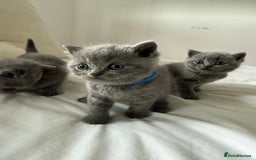 British Shorthair cats for sale: 3 chunky beautiful British shorthair  - Image 13