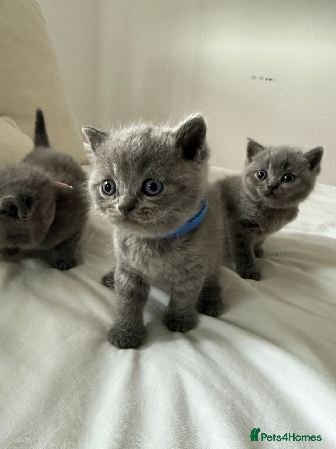 British Shorthair cats for sale: 3 chunky beautiful British shorthair  - Image 13