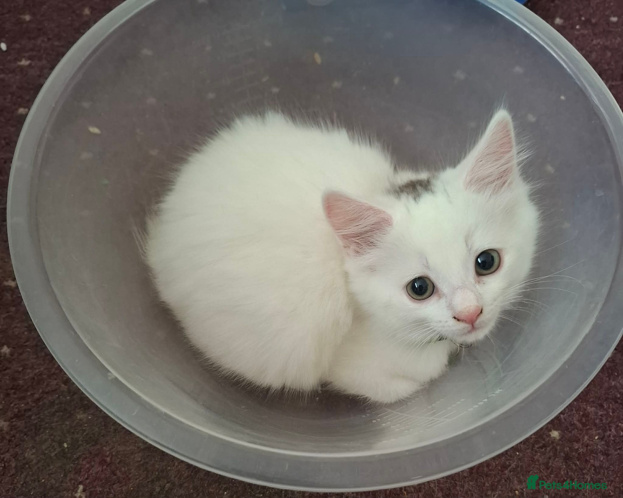 Mixed Breed cats for sale: 3 White Boy Kittens For Sale - Advert 4