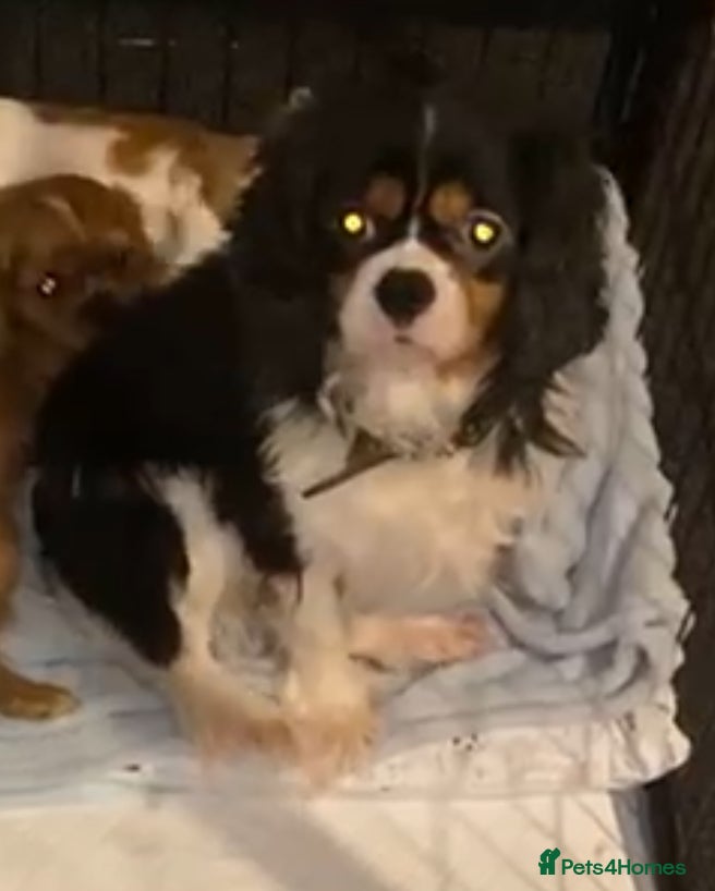 Cavalier King Charles Spaniel dogs ADORABLE HEALTH CLEAR CAVALIER KING CHARLES  - Advert 3