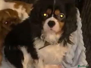 Cavalier King Charles Spaniel dogs ADORABLE HEALTH CLEAR CAVALIER KING CHARLES - Advert 5