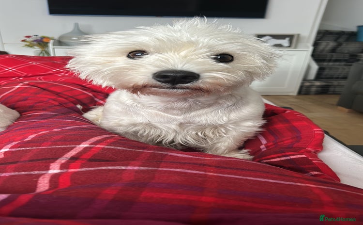 West Highland Terrier dogs - Advert 1