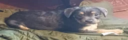 Mixed Breed dogs for sale: Adorable French Bulljack puppies  - Advert 8