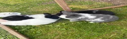 Lionhead rabbits for sale: Pure lionhead babies ready now!  - Advert 3