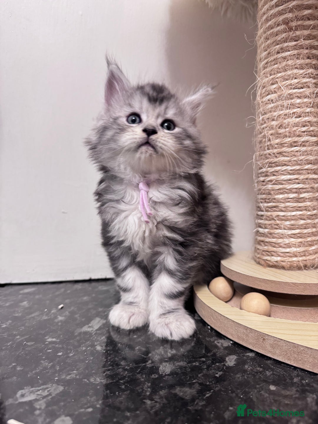 Maine Coon cats for sale: 🌟🌟Beautiful Maine Coon kittens🌟🌟 - Advert 8