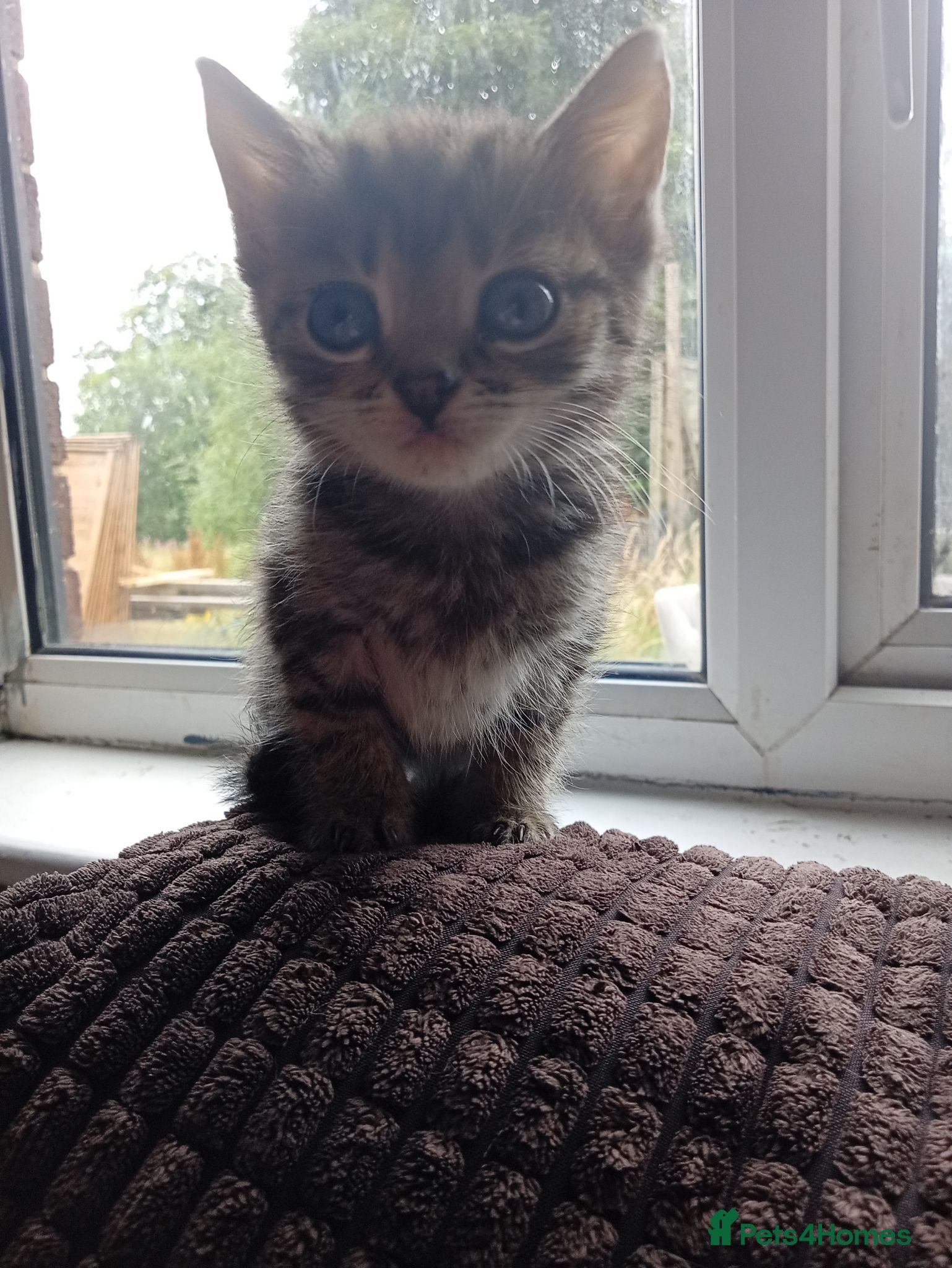 Mixed Breed cats 🤍🩶 tabby cat for sale 🩶🤍 - Advert 2