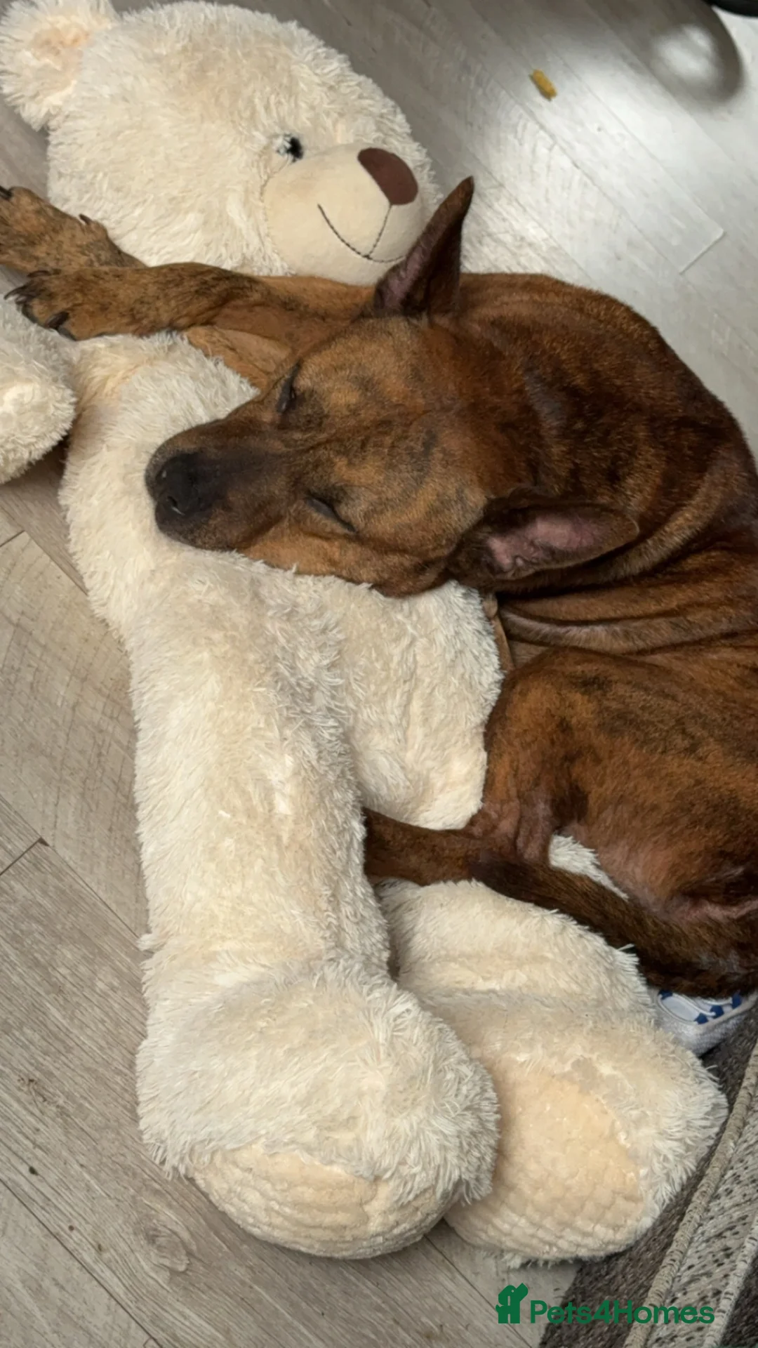 Mixed Breed dogs for sale: Tessie  in Bargoed - Advert 4