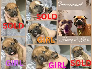 Staffordshire Bull Terrier dogs BEAUTIFUL RED STAFFORDSHIRE BULL TERRIER PUPPIES - Advert 11