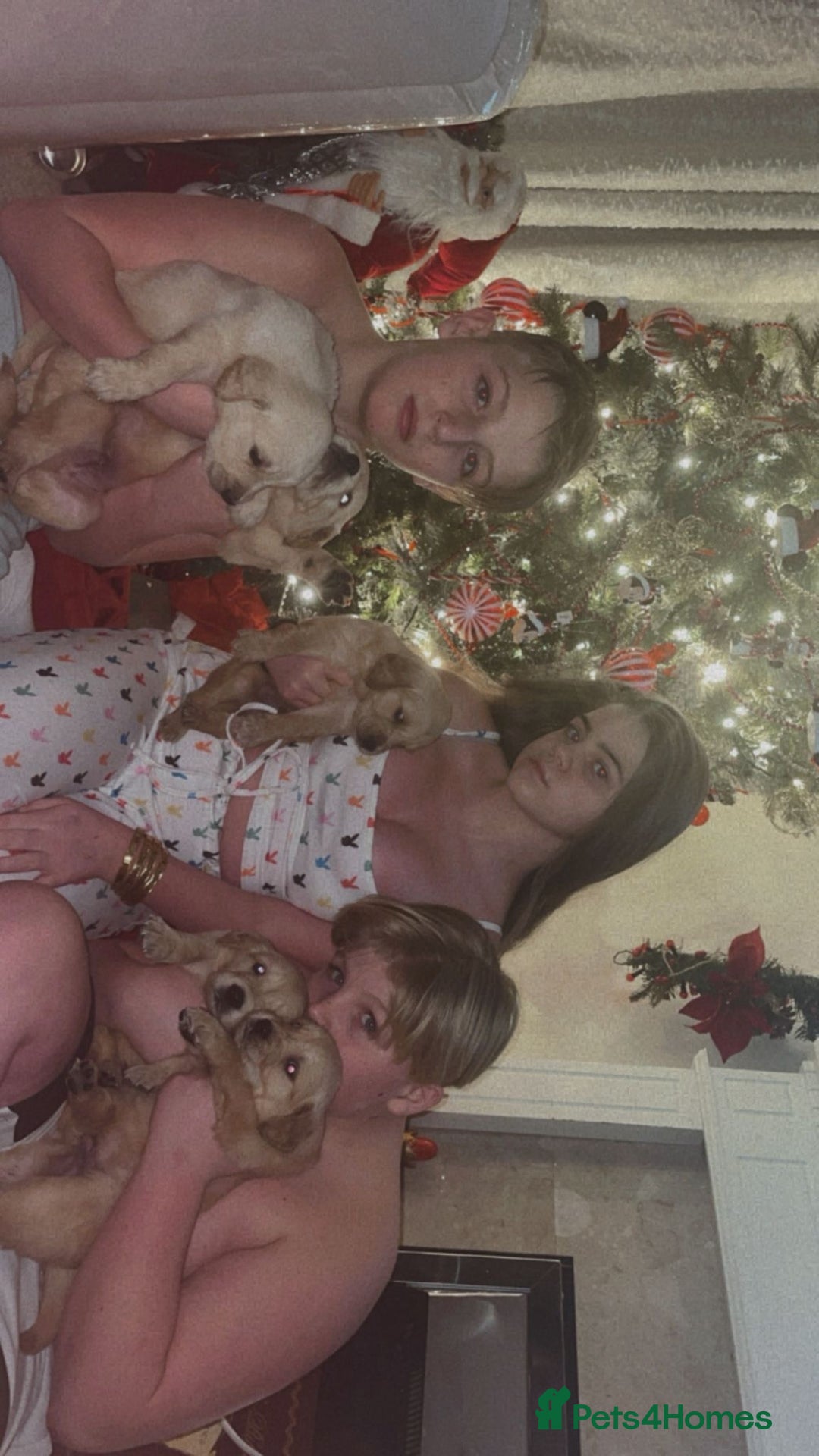 Golden Retriever dogs for sale: Golden retriever 5 boys🐶🐾 - Advert 7