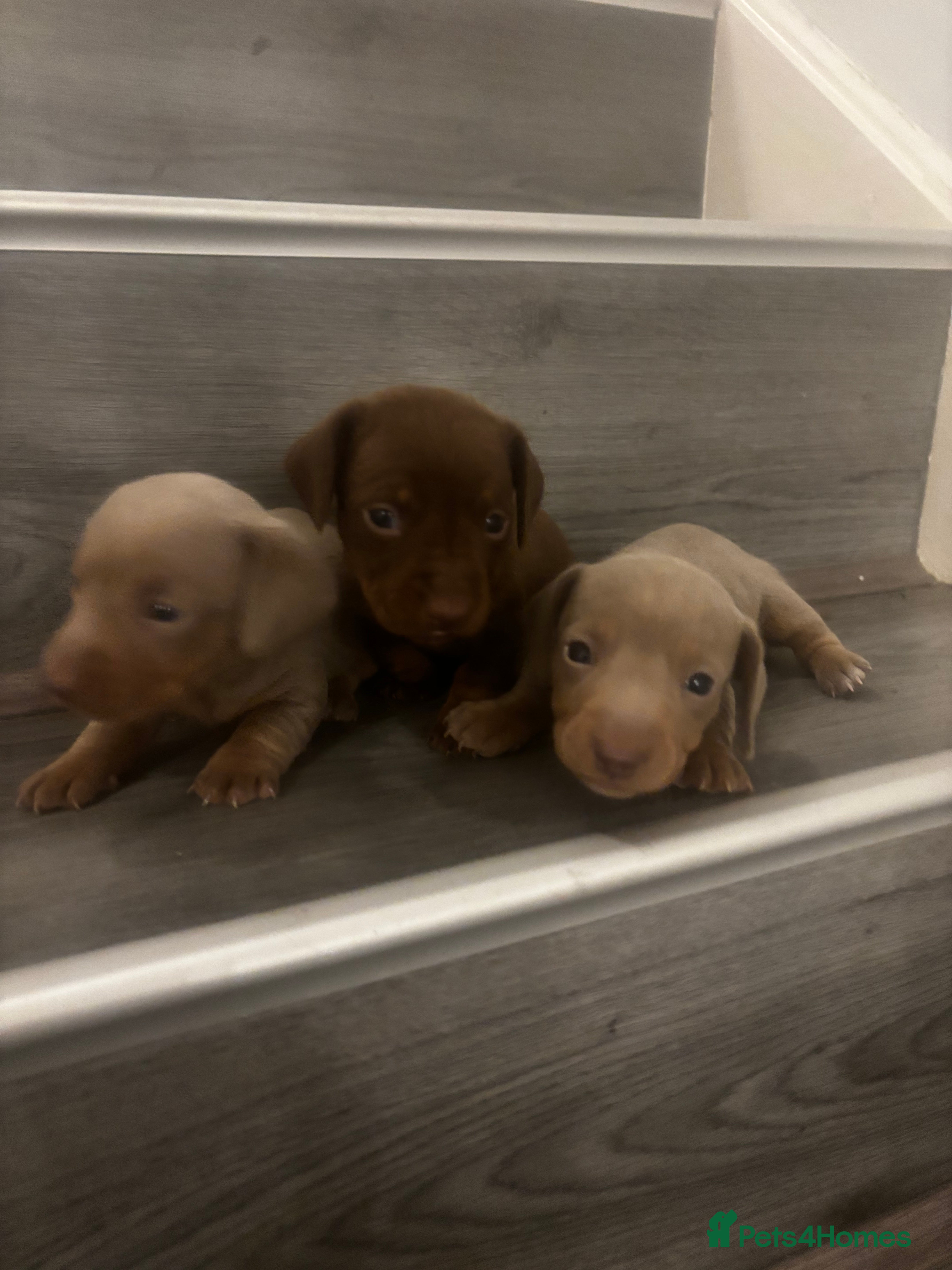 Miniature Dachshund dogs Miniature Dachshund Puppies - Advert 4