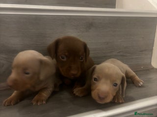 Miniature Dachshund dogs Miniature Dachshund Puppies - Advert 3