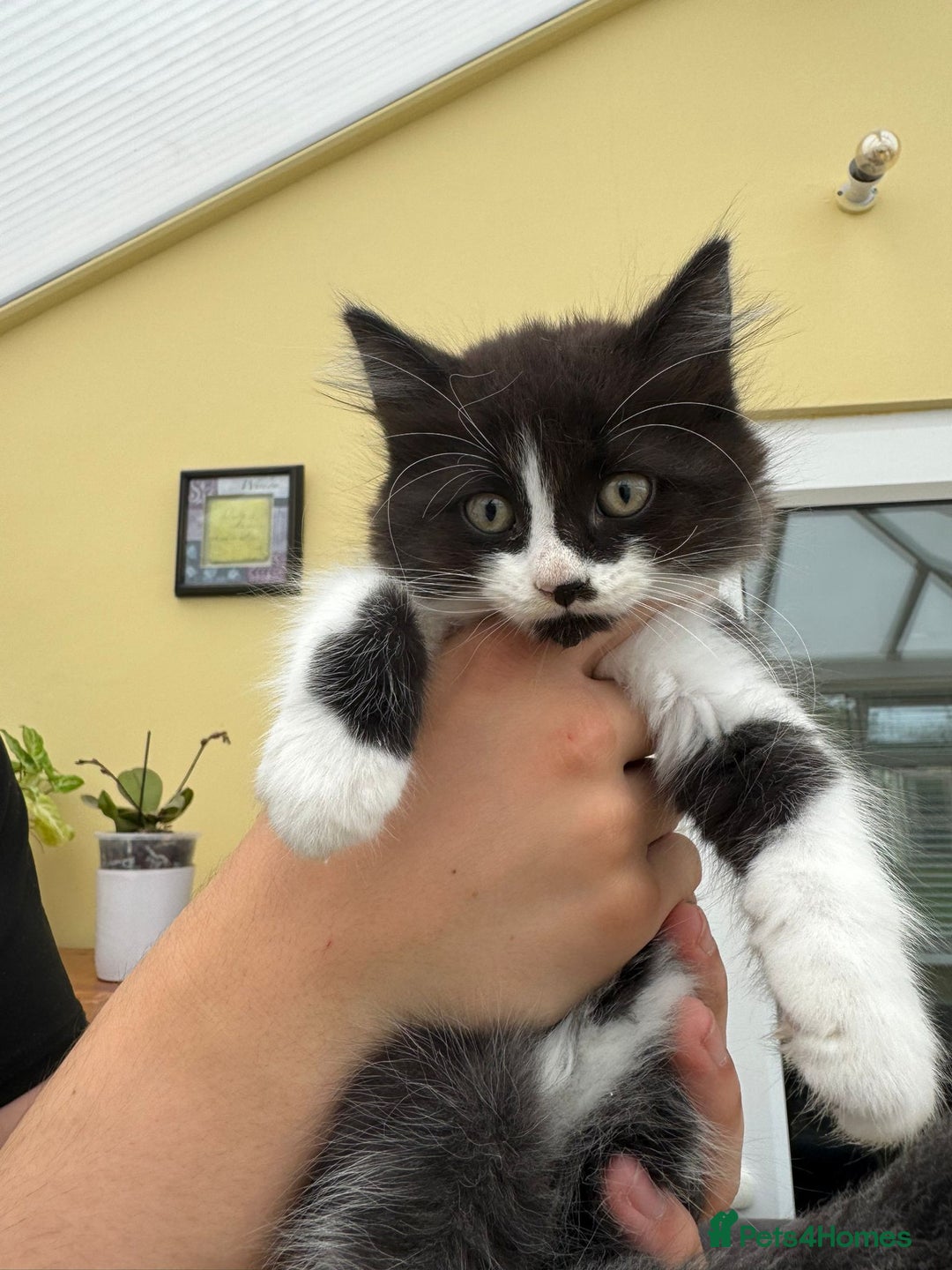 Maine Coon cats for sale: Maine coon xxx - Image 8