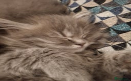 British Longhair cats for sale: 5 x beautiful BLH kittens for sale - Advert 30