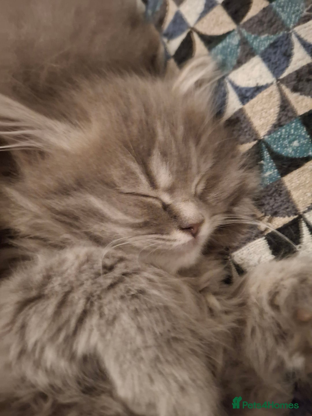 British Longhair cats for sale: 5 x beautiful BLH kittens for sale - Advert 30