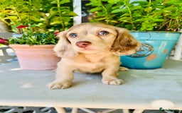 Miniature Dachshund dogs for stud: Dapple Piebald Stud 💫 carrying  cream   in Epsom - Image 35