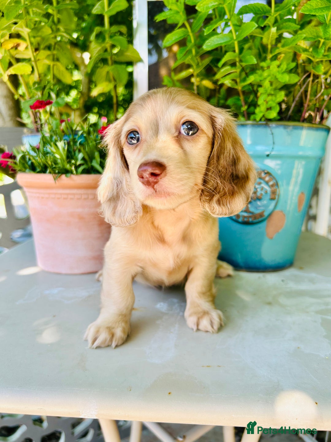 Miniature Dachshund dogs for stud: Dapple Piebald Stud 💫 carrying  cream   in Epsom - Image 35