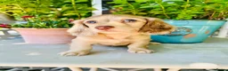 Miniature Dachshund dogs for stud: Dapple Piebald Stud 💫  - Advert 35