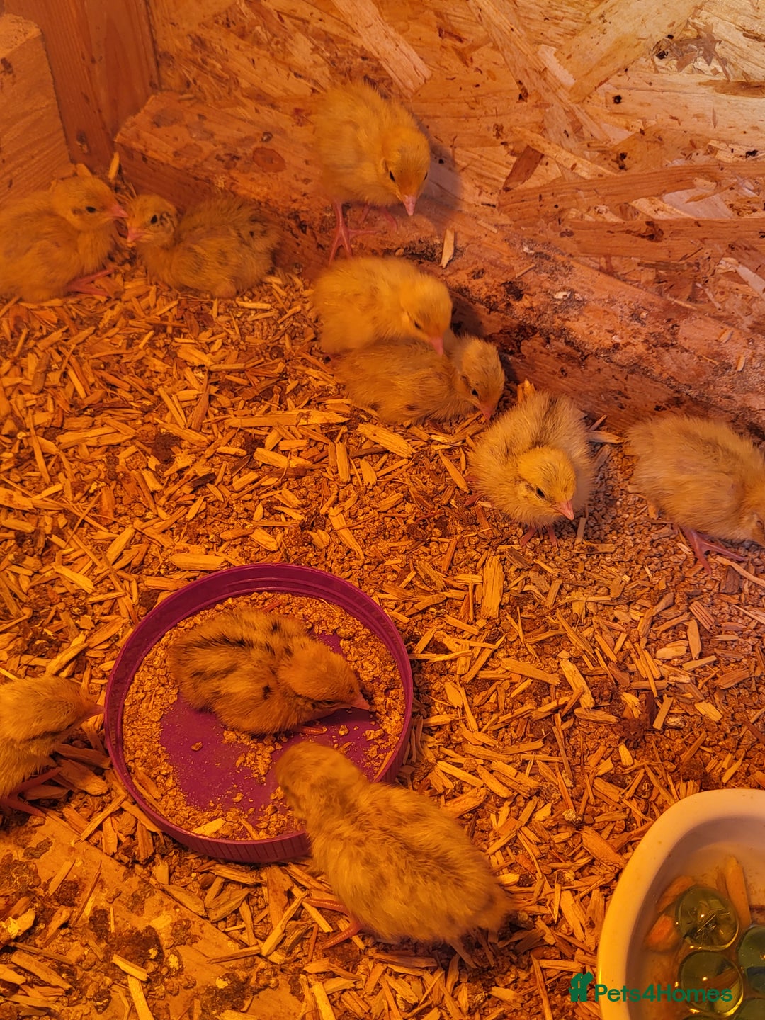Quail poultry for sale:  Quail checks for sale  - Image 2