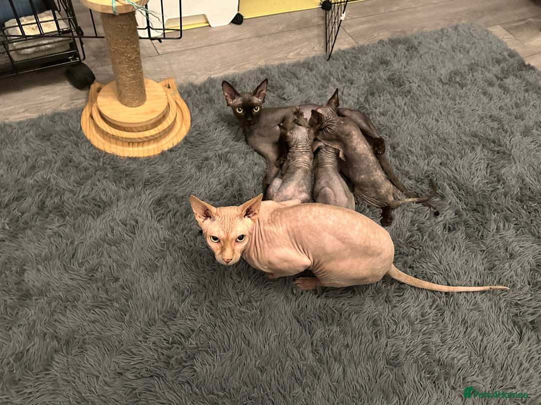 Sphynx cats for sale: Four 😍 SPHYNX kittens  - Image 22