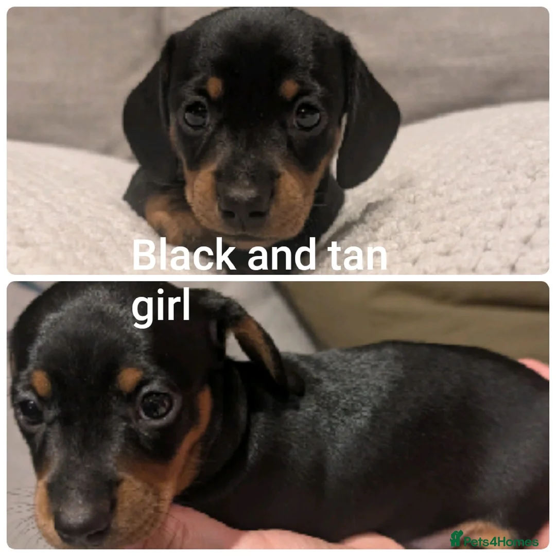 Miniature Dachshund dogs for sale: miniature dachshund puppies litter of 5 - Advert 3