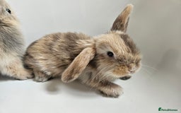 Mini Lop rabbits for sale: Ready now. Beautiful pure breed mini lop Bunnies - Image 3