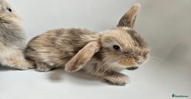 Mini Lop rabbits - Advert 7