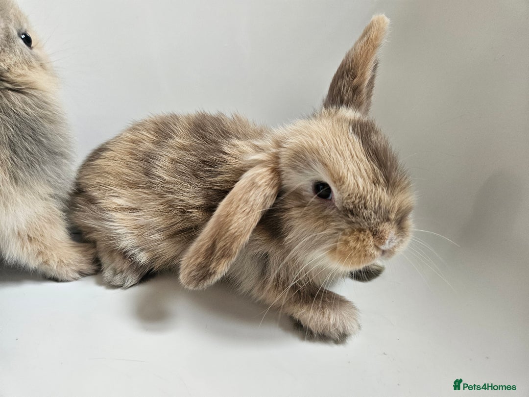 Mini Lop rabbits for sale: Ready now. Beautiful pure breed mini lop Bunnies - Image 3