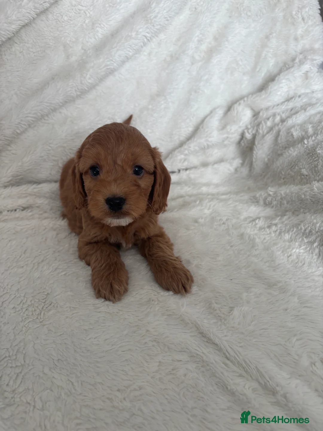 Cockapoo dogs for sale: 🐶🐶 Cockerpoo Puppies 🐶🐶 - Advert 4