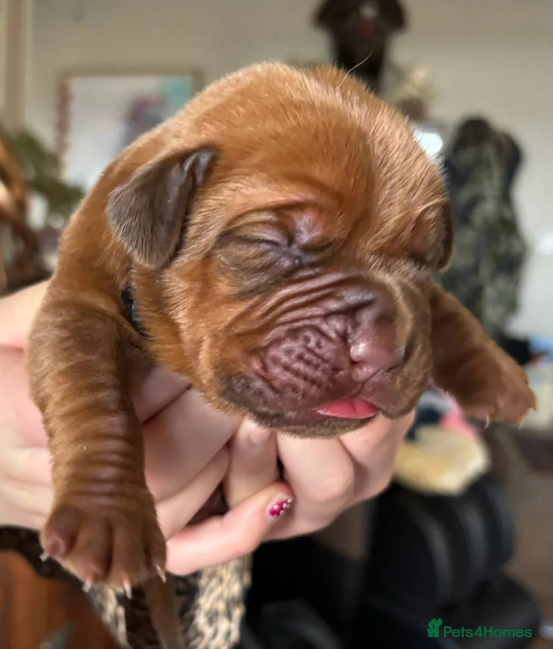 Dogue De Bordeaux dogs for sale: Raised with Care and Devotion – Our Dogue Puppies - Advert 4