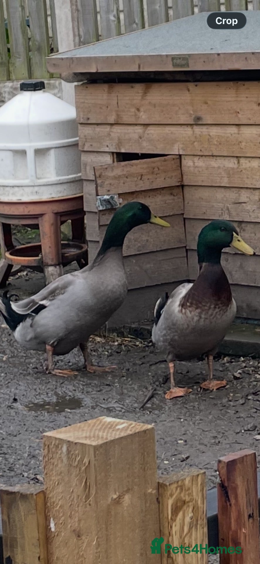Ducks poultry 2 drakes  - Advert 1
