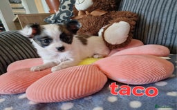Chihuahua dogs for sale: Chihuahuas puppy's   - Image 21