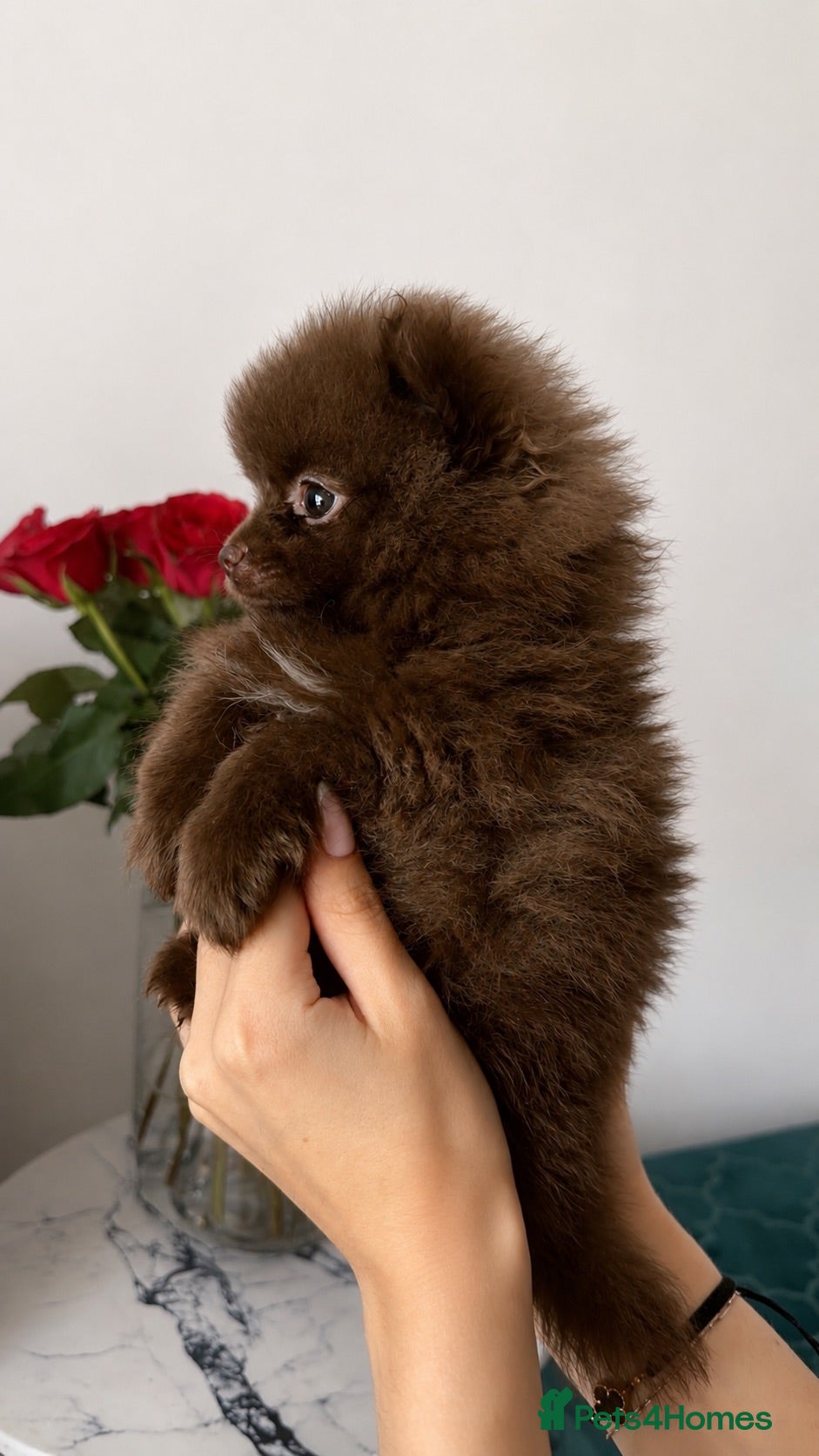 Pomeranian dogs ROYAL PET REGISTRY & KC REGISTERED POMPOM PUPPIES - Advert 1