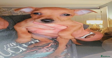 Miniature Pinscher dogs - Advert 12