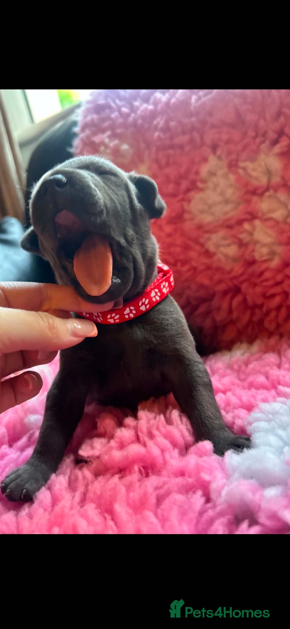 Staffordshire Bull Terrier dogs for sale: Top pedigree blue Staffordshire bull terriers in Glasgow - Advert 8