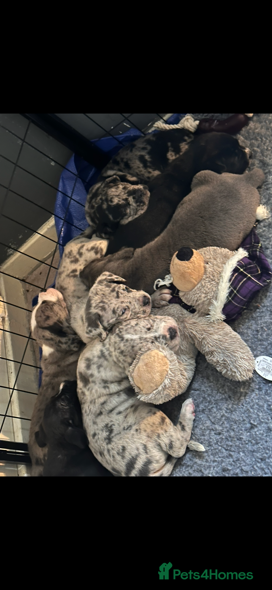 Mixed Breed dogs for sale: Stunning litter of puppies ***cheap*** - Advert 2