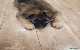 German Shepherd dogs for sale: German Shepherd puppy - Image 5