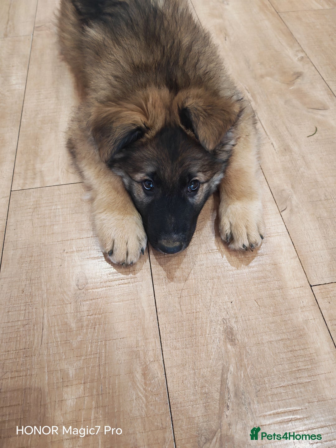 German Shepherd dogs for sale: German Shepherd puppy - Image 5
