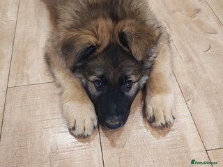 German Shepherd dogs - Advert 1