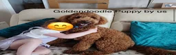 Goldendoodle dogs for sale: Stunning F1B Goldendoodles. Health tested DNA - Advert 4
