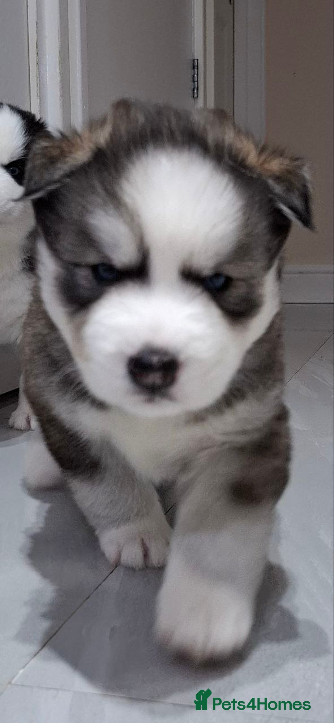 Siberian Husky dogs for sale: Siberian Huskies 1 Male 4 Female - Advert 26